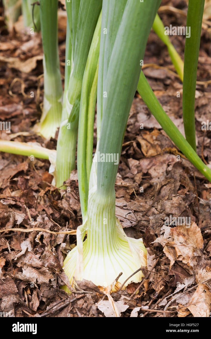 Les plantes de l'oignon (Allium cepa) croissant dans un patch organique avec le compostage des feuilles marron, Québec, Canada Banque D'Images