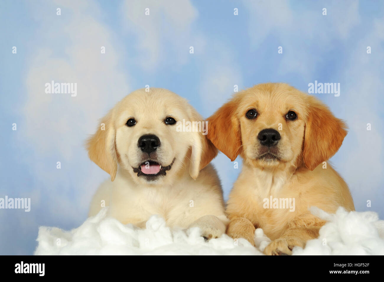 Chiots Golden Retriever, 8 semaines, couché sur fond de ciel nuageux, coton  Photo Stock - Alamy