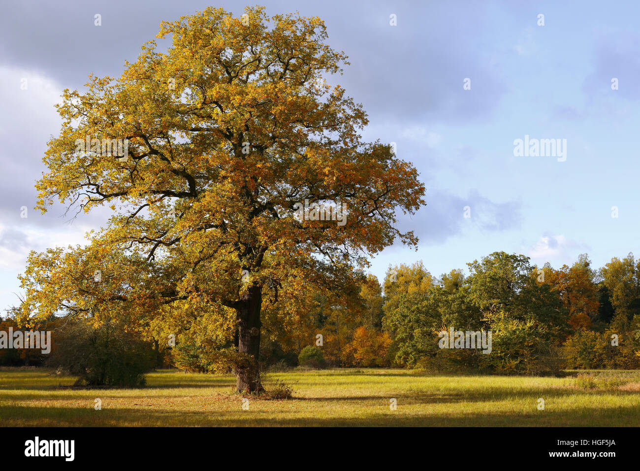Prairie en plaine avec l'arbre de chêne, l'automne, au milieu de la Réserve de biosphère de l'Elbe, Dessau, Saxe-Anhalt, Allemagne Banque D'Images