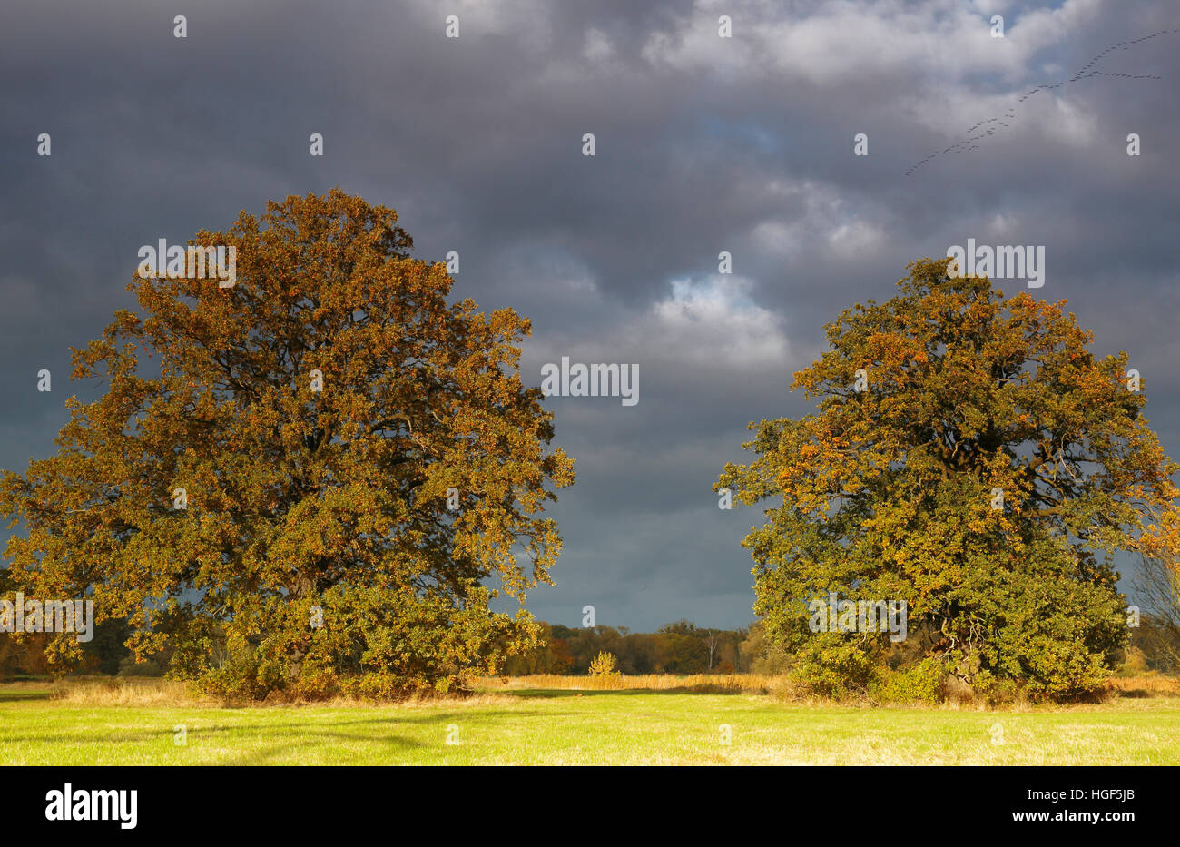 Prairie en plaine avec l'Oaks et de sombres nuages, l'automne, au milieu de la Réserve de biosphère de l'Elbe, Dessau, Saxe-Anhalt Banque D'Images