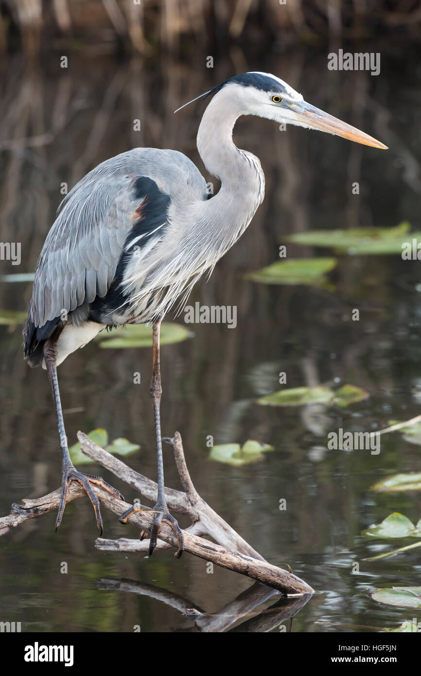 Héron cendré (Ardea cinerea), Anhinga Trail, Parc National des Everglades, Florida, USA Banque D'Images