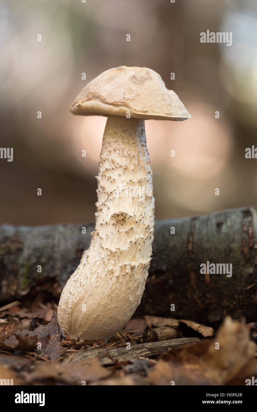 La culture des champignons sur le sol d'une forêt dans les montagnes Adirondack de New York. Banque D'Images