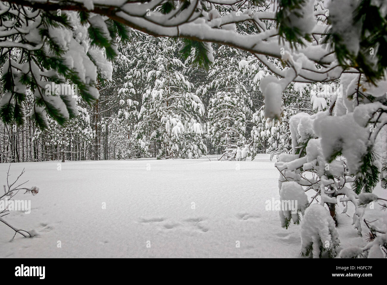 Verschneiter Winterwald dans der Dresdner Heide bei Dresden-Klotzsche. Hiver neige woods dans la forêt près de Dresden-Klotzsche Dresde, Saxe, Allemagne Banque D'Images