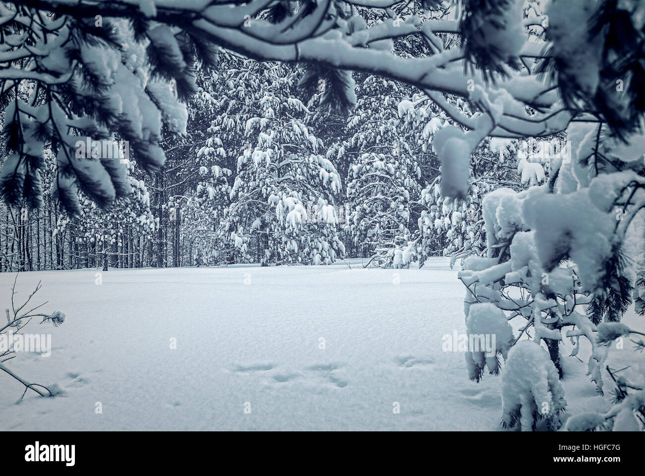 Hiver neige woods dans la forêt près de Dresden-Klotzsche Dresde, Saxe, Allemagne. Banque D'Images
