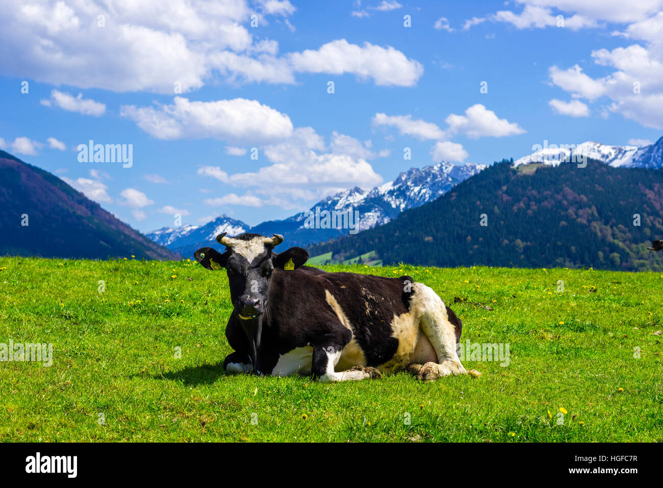 prime à la vache en Bavière Banque D'Images