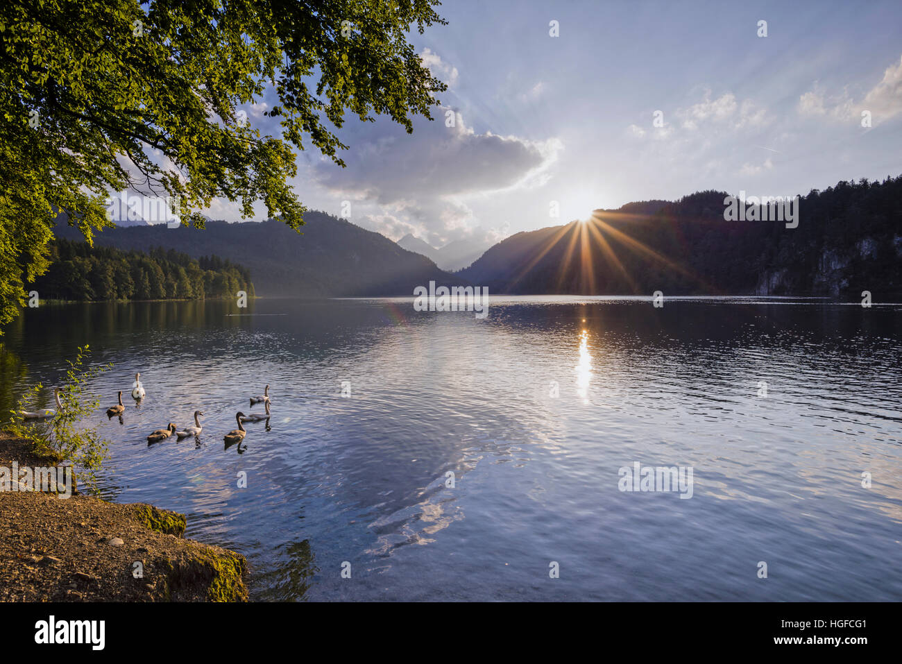 Les cygnes sur le lac Alpsee en Bavière Banque D'Images