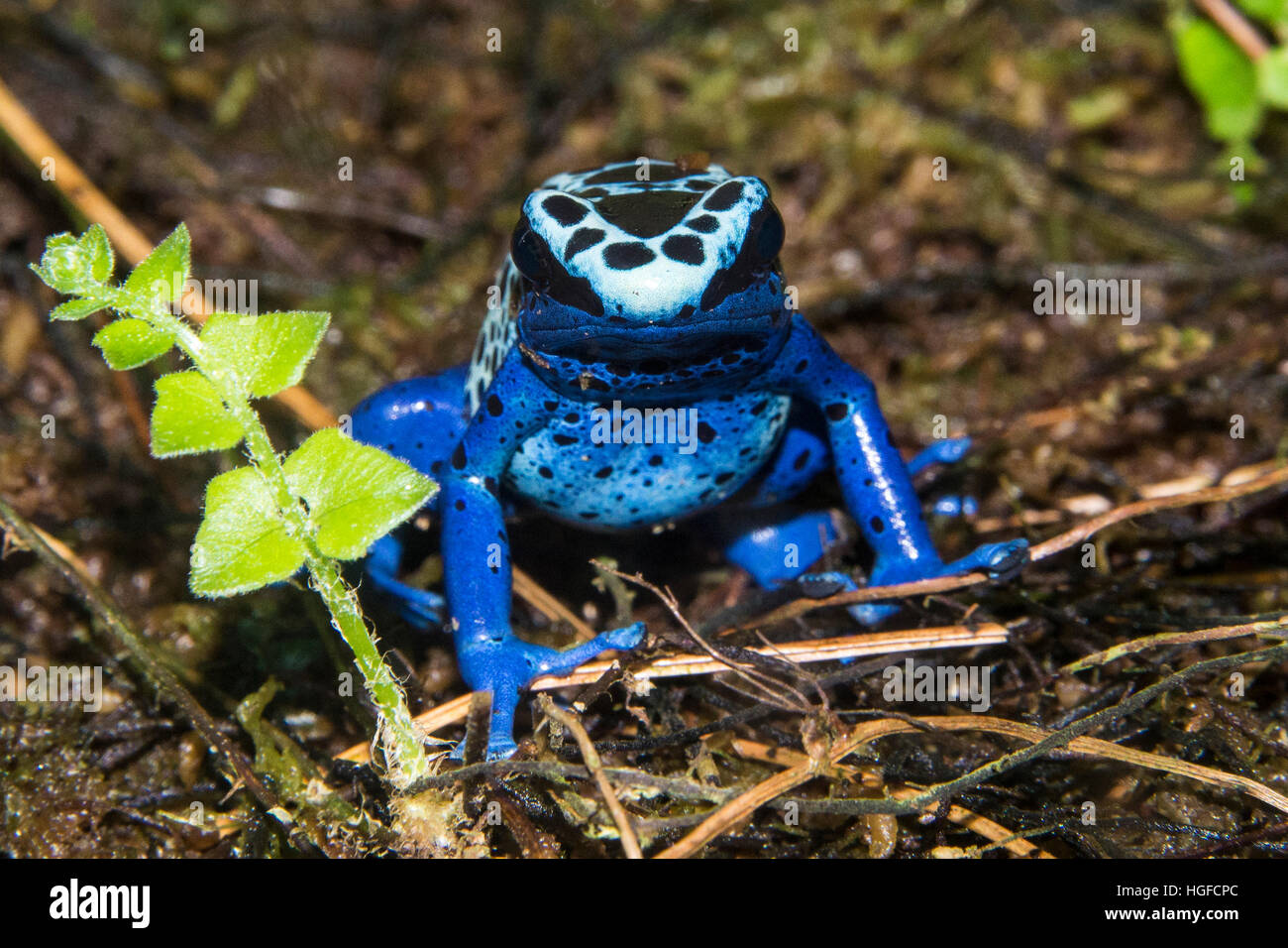 Blue poison dart frog, dendrobates azureus Banque D'Images