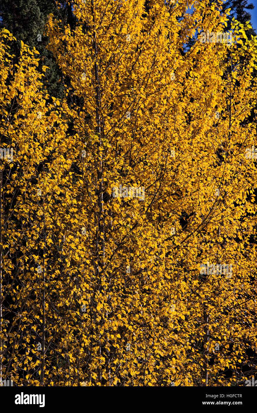 Les arbres, les couleurs d'automne Banque D'Images