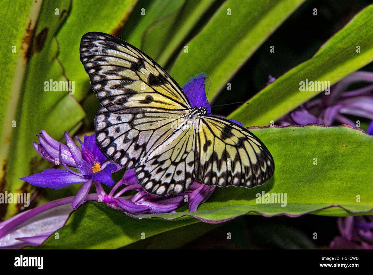 Arbre généalogique blanche papillon nymphe, idée leuconoe Banque D'Images