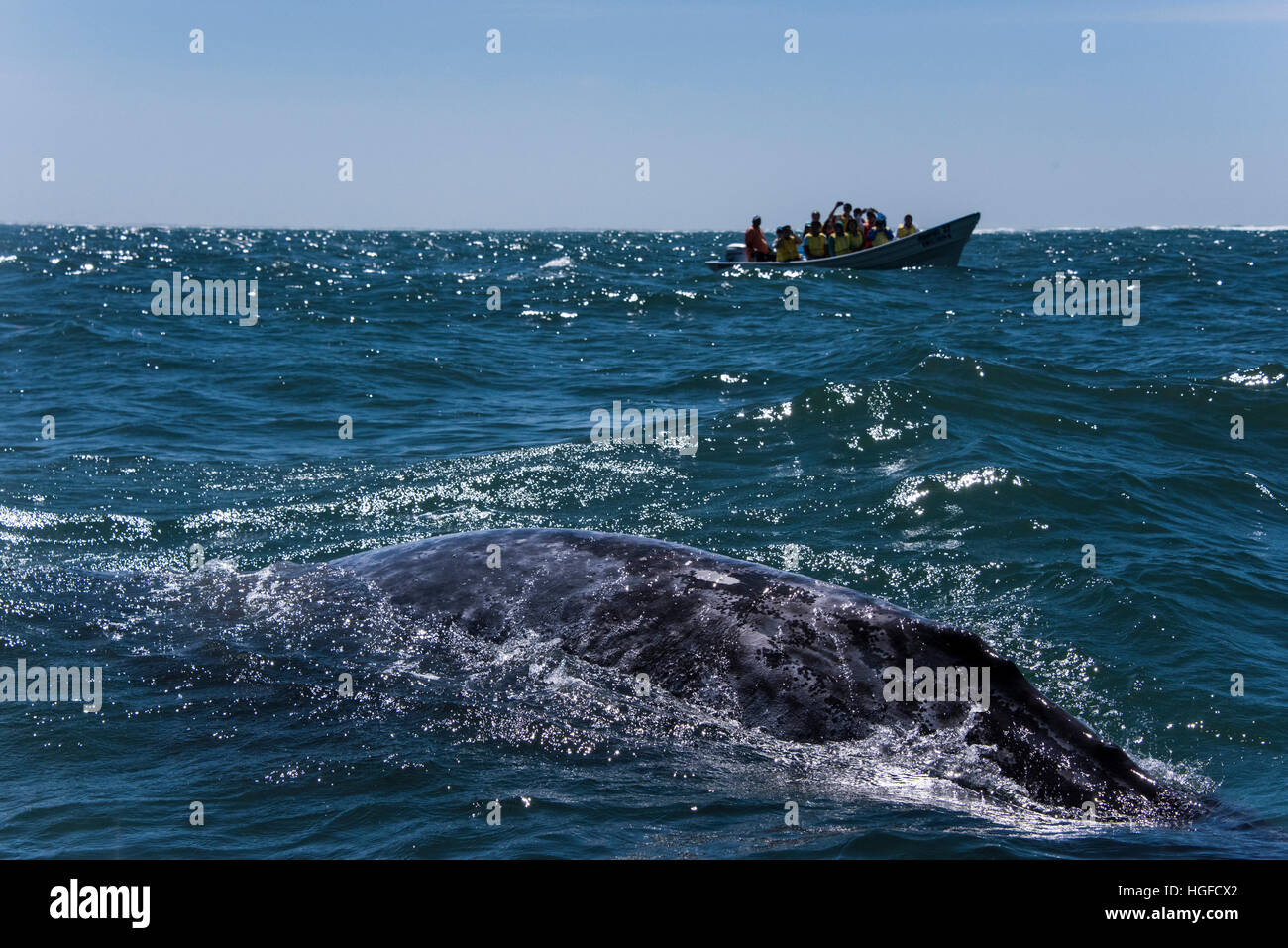 La baleine grise et bateau d'excursion, Baja, au Mexique, Banque D'Images