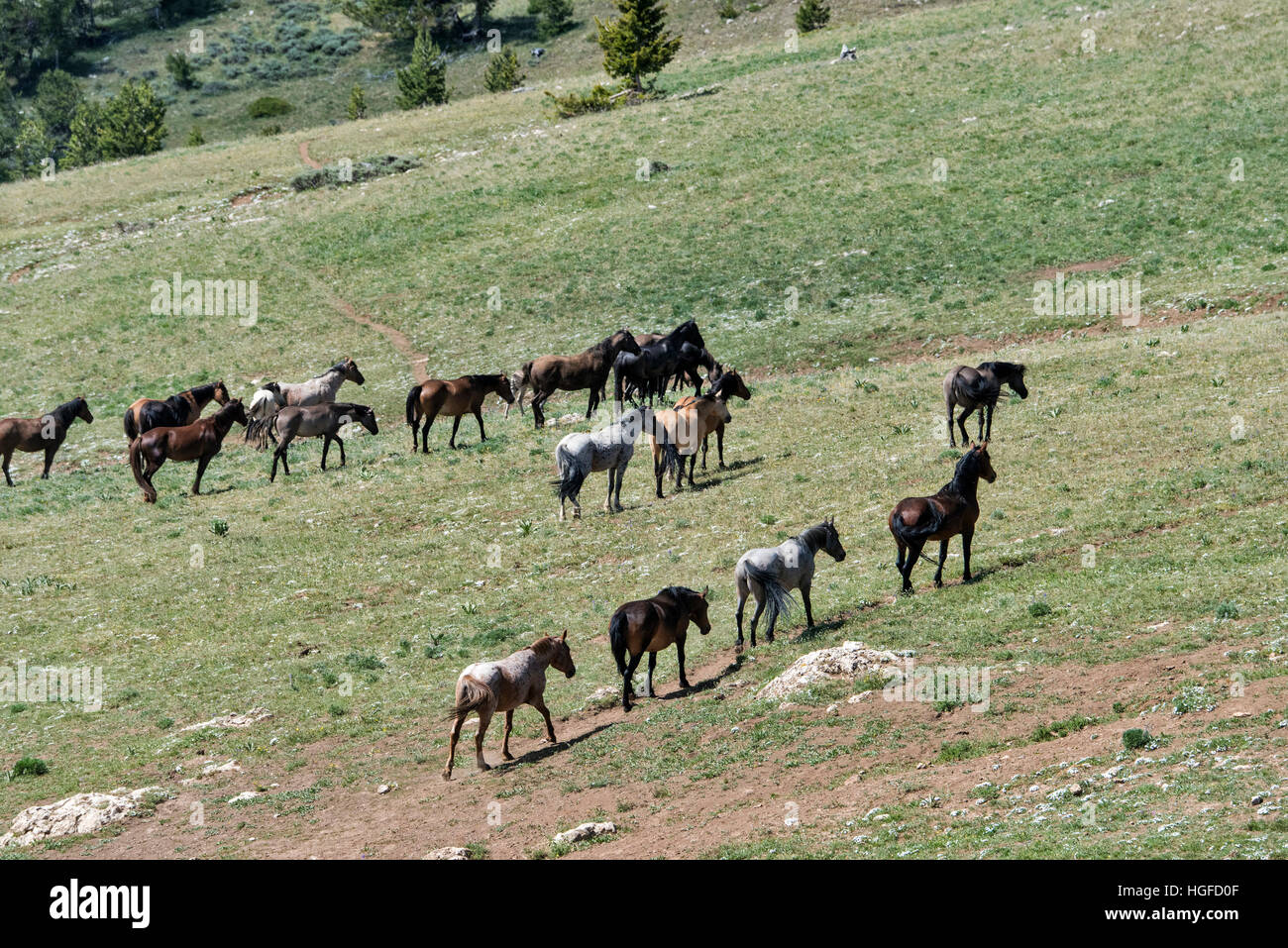 Les chevaux sauvages, Pryor Mountains Refuge Wild Horse, Montana, Wyoming, USA, Banque D'Images