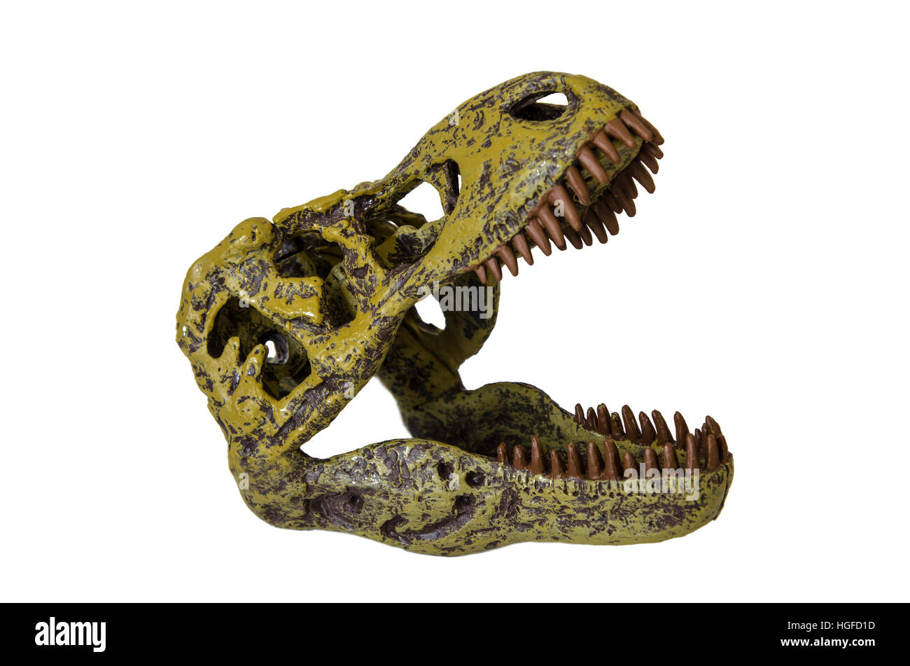 Un crâne de tyrannosaurus rex sur fond blanc Banque D'Images