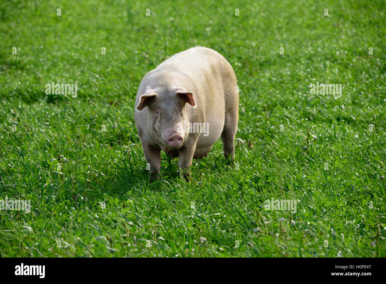 Cochon, animal domestique, Banque D'Images