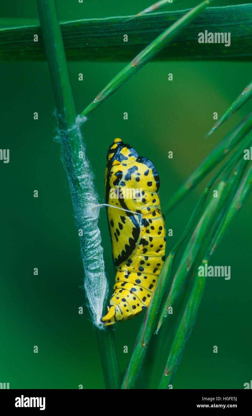 Ancien Monde, Swallowtail Papilio machaon Banque D'Images