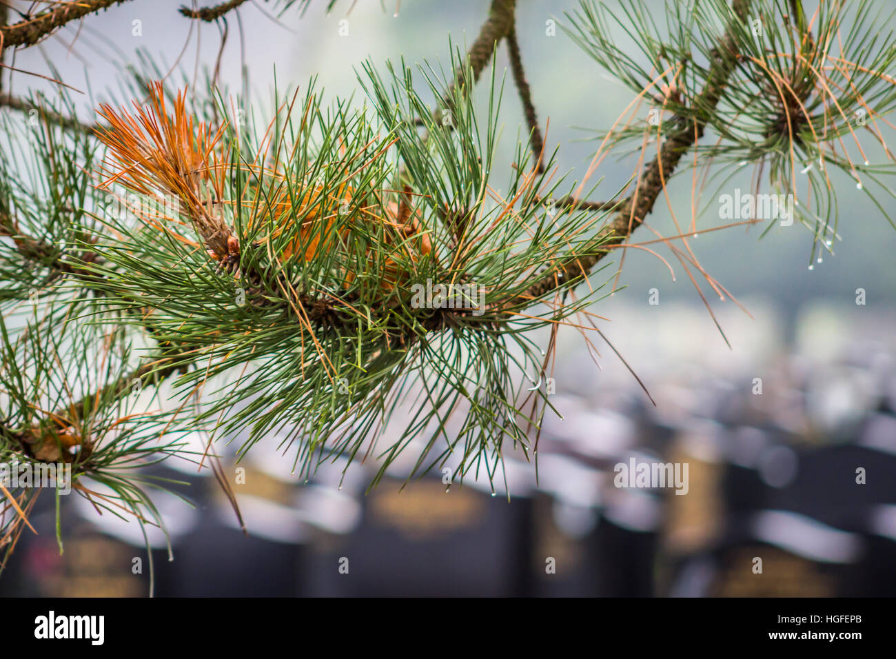Les aiguilles de pin humide sur une branche dans un cimetière Banque D'Images