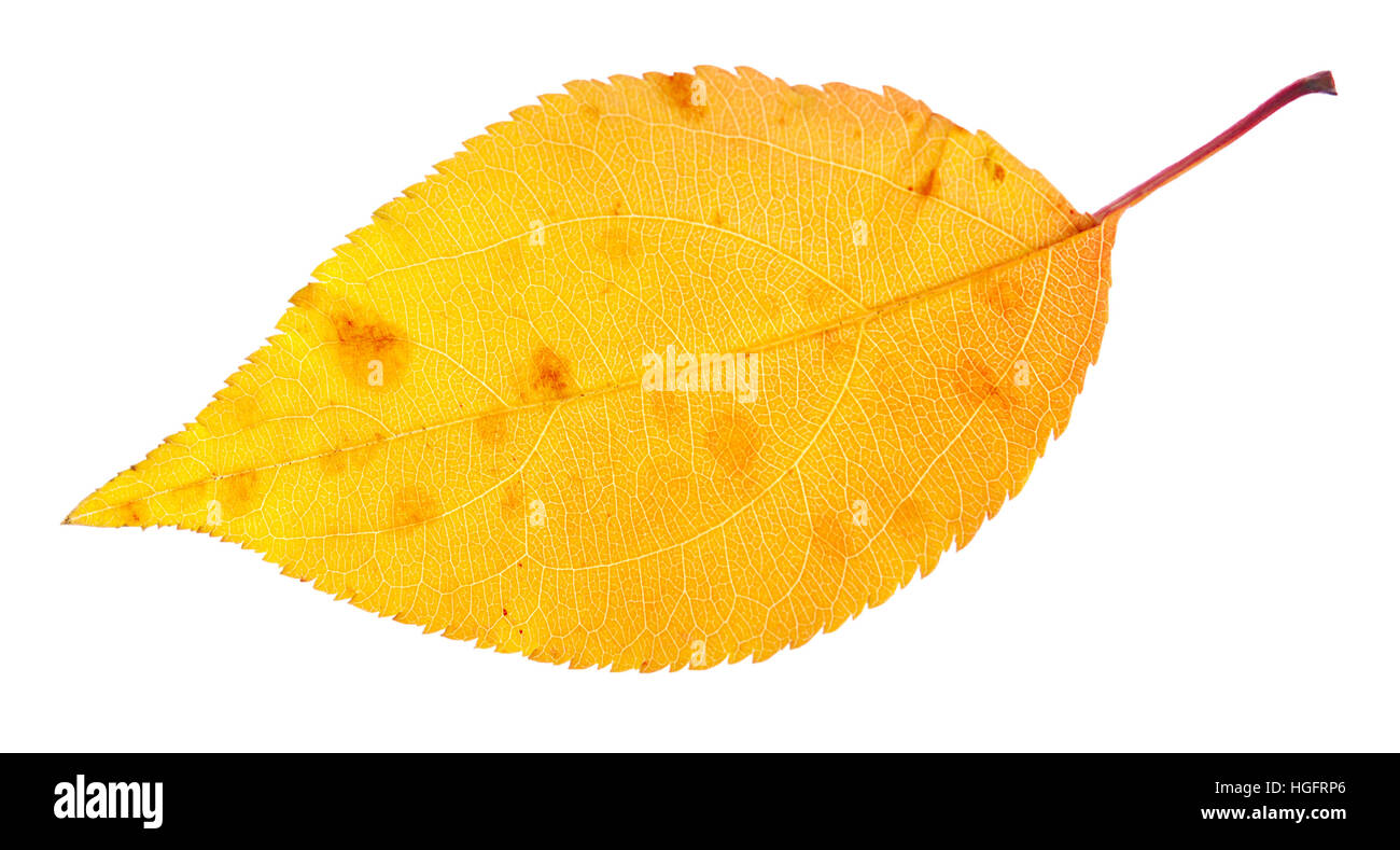 Automne feuilles jaune avec des tâches foncées isolé sur fond blanc Banque D'Images