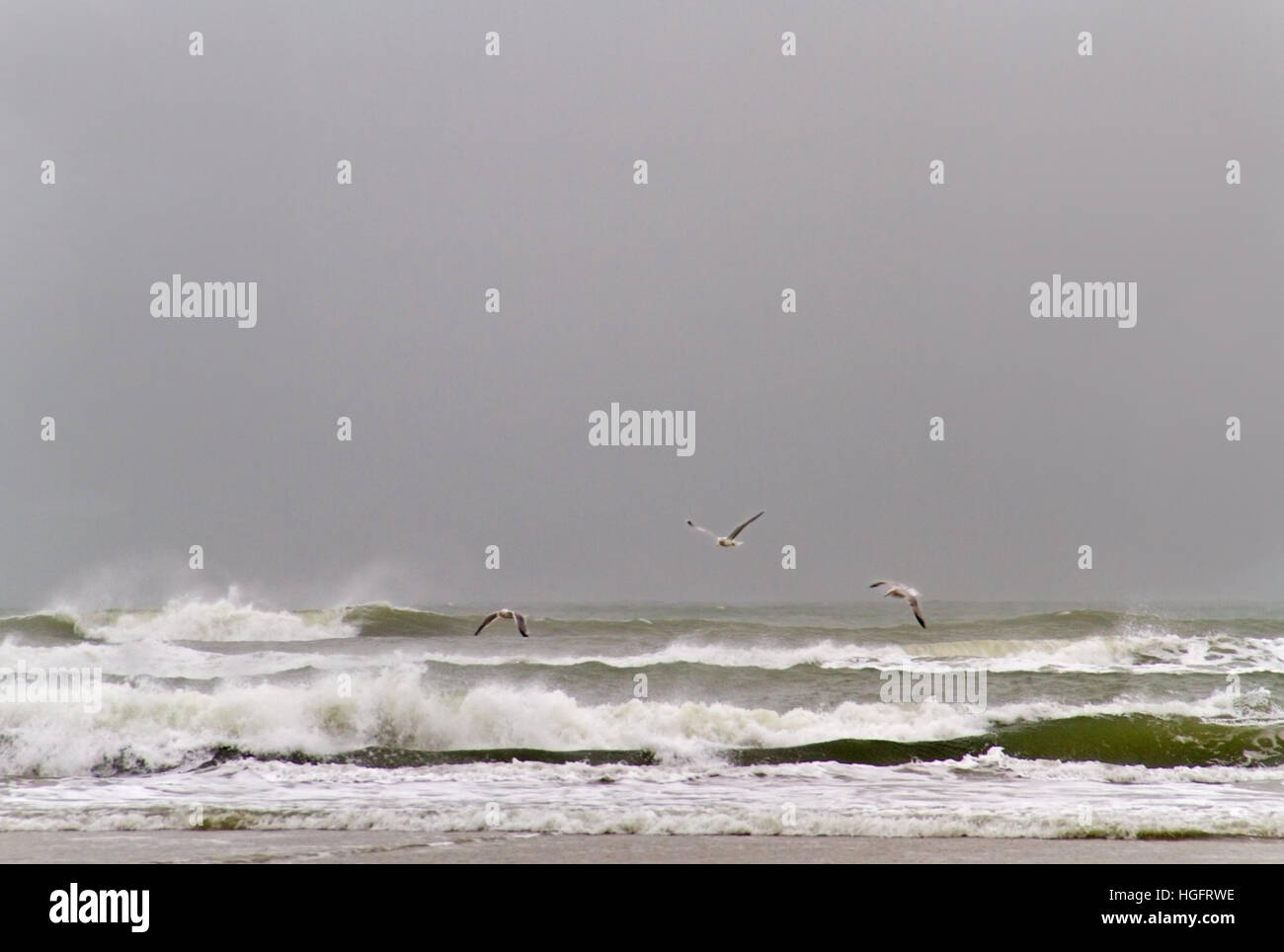 Les mouettes au-dessus de surfe sur la plage sur un jour froid et gris winters Banque D'Images