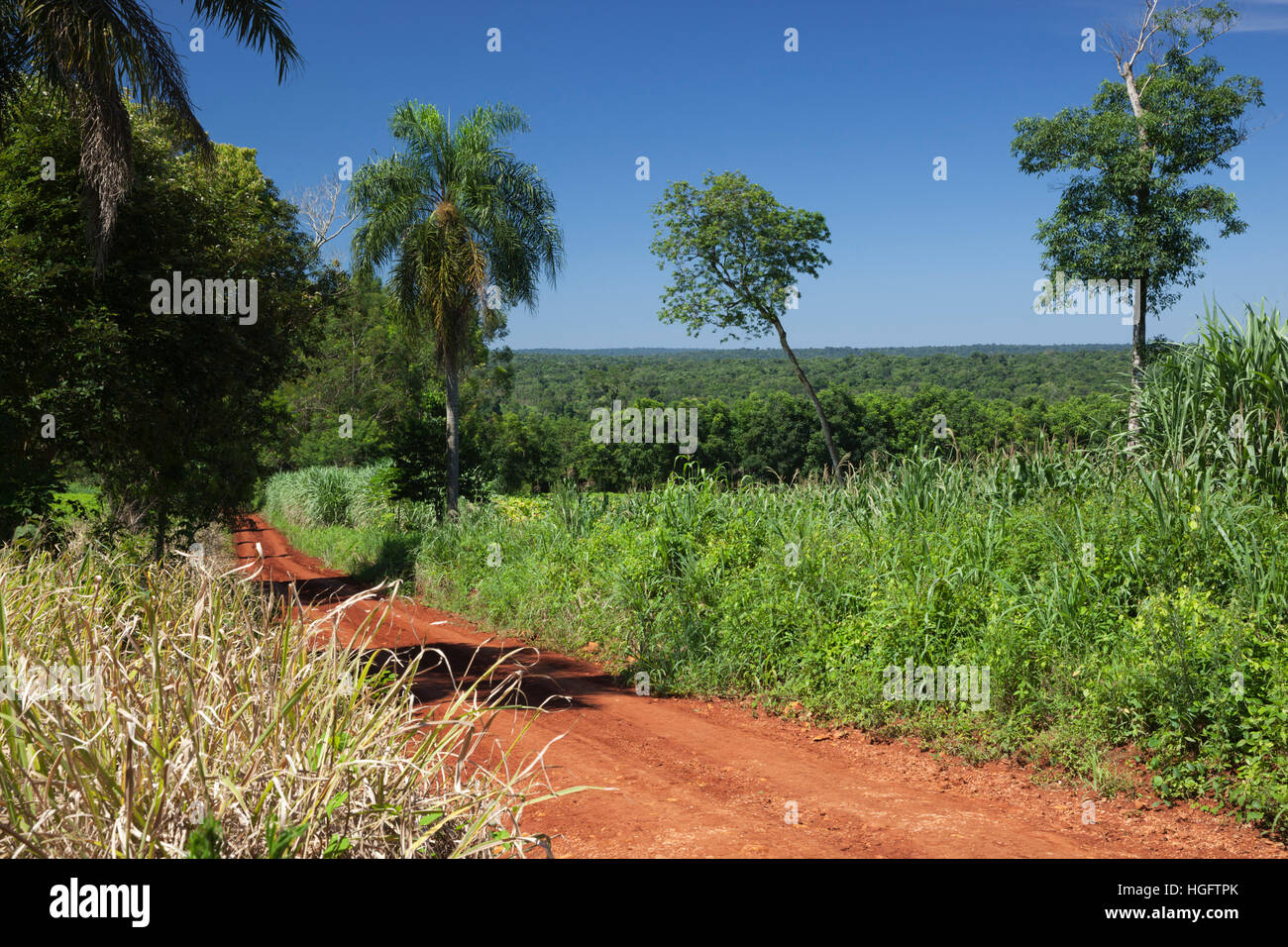 Route de terre qui traverse la forêt sub-tropicale, Andresito, Parc National de l'Iguazu, province de Misiones, au nord-est, de l'Argentine Banque D'Images