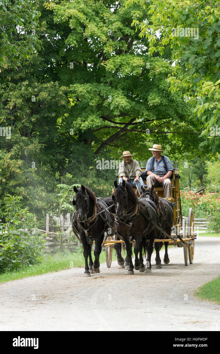 Cheval canadien Canada Musée de l'Ontario En voie de disparition Banque D'Images