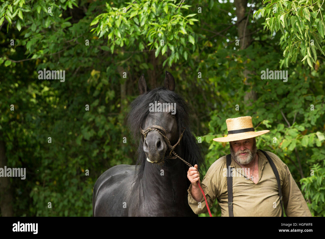 Cheval canadien Canada Musée de l'Ontario En voie de disparition Banque D'Images