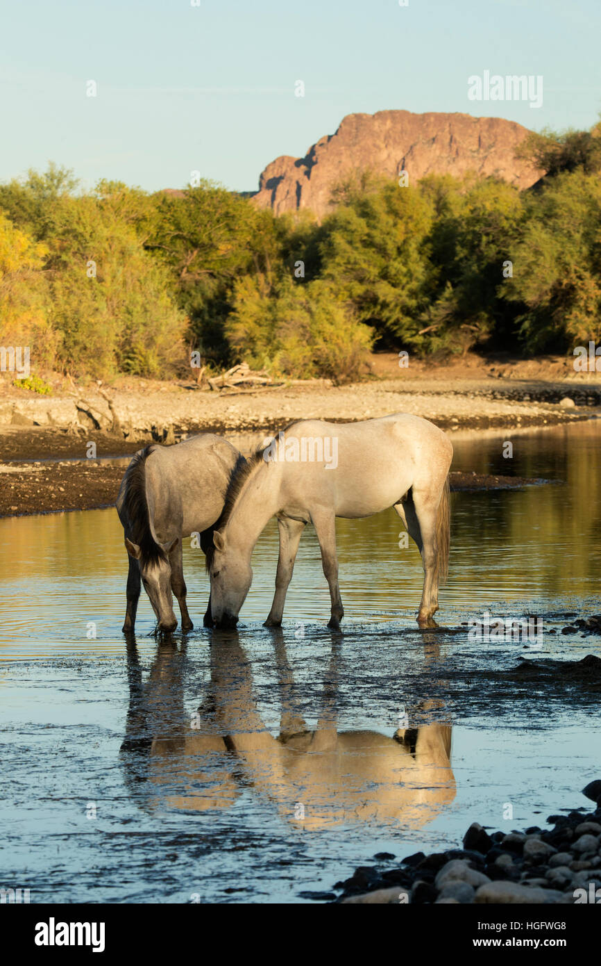 Salt River Wild horses Arizona USA États-Unis d'animal Banque D'Images
