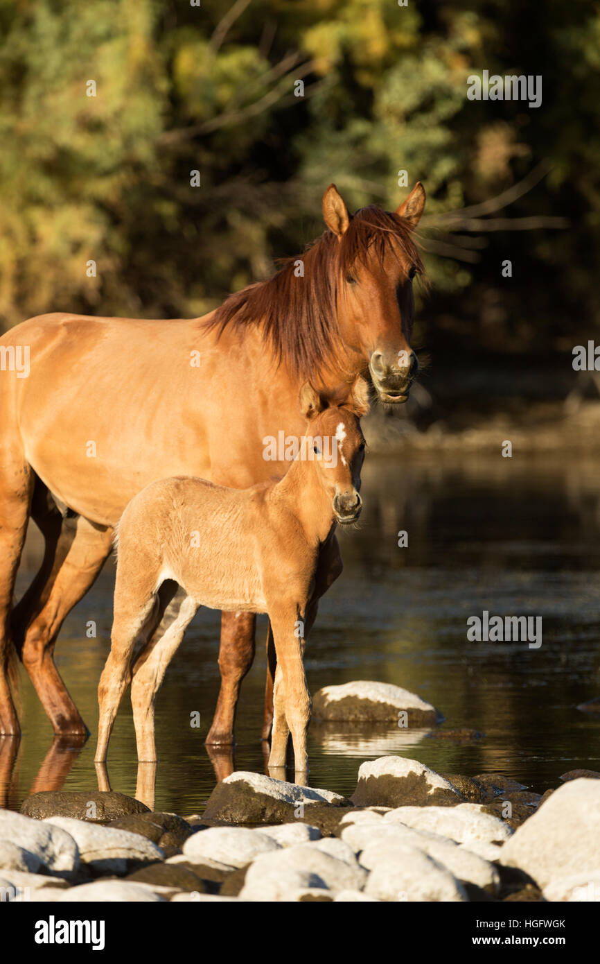 Salt River Wild horses Arizona USA États-Unis d'animal Banque D'Images