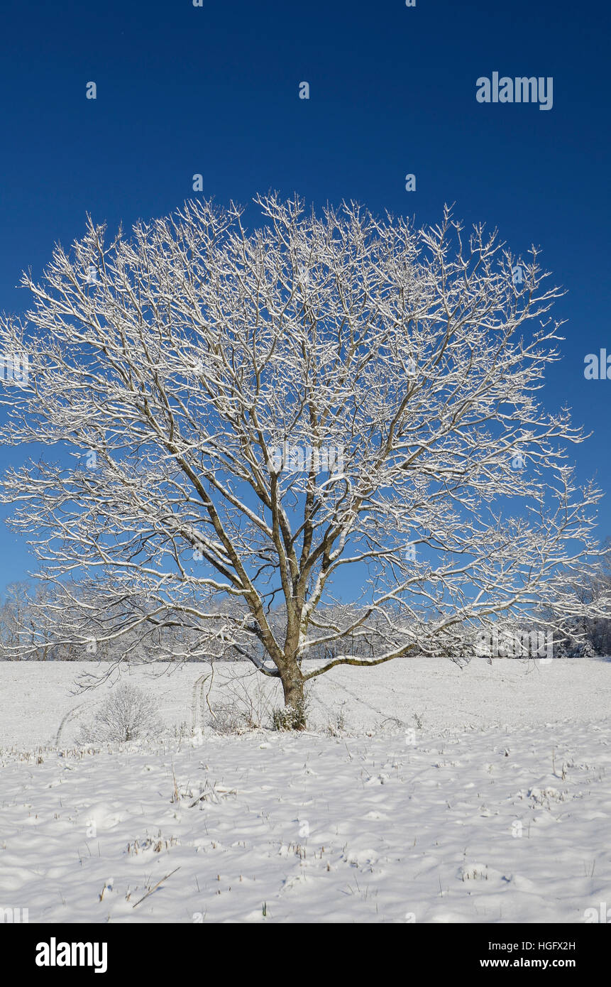Un arbre isolé dans un pâturage après une nouvelle chute de neige. Concept pour la paix, tranquality et l'hiver. Banque D'Images