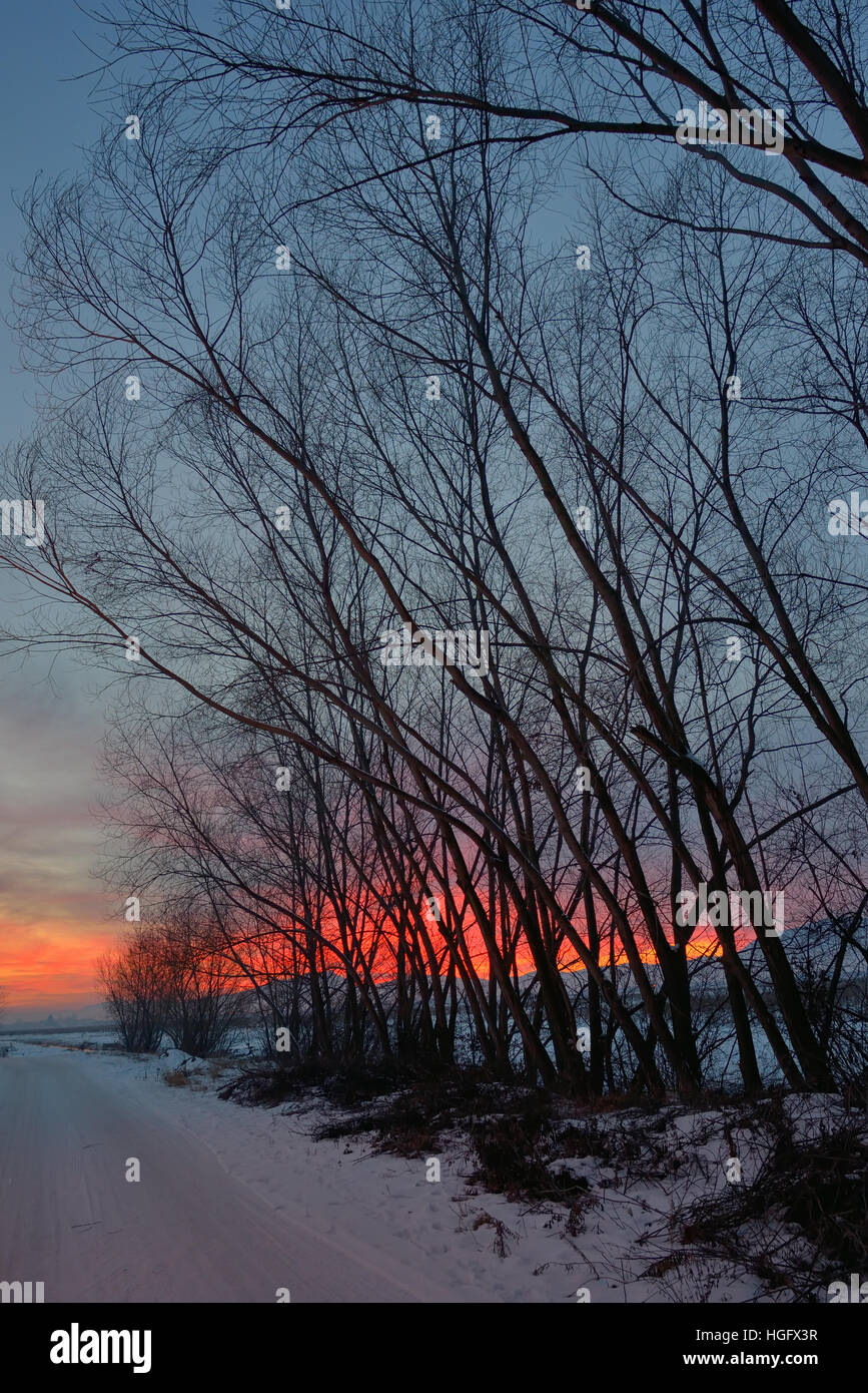 Coucher du soleil avec l'ombre des arbres et de la neige Banque D'Images