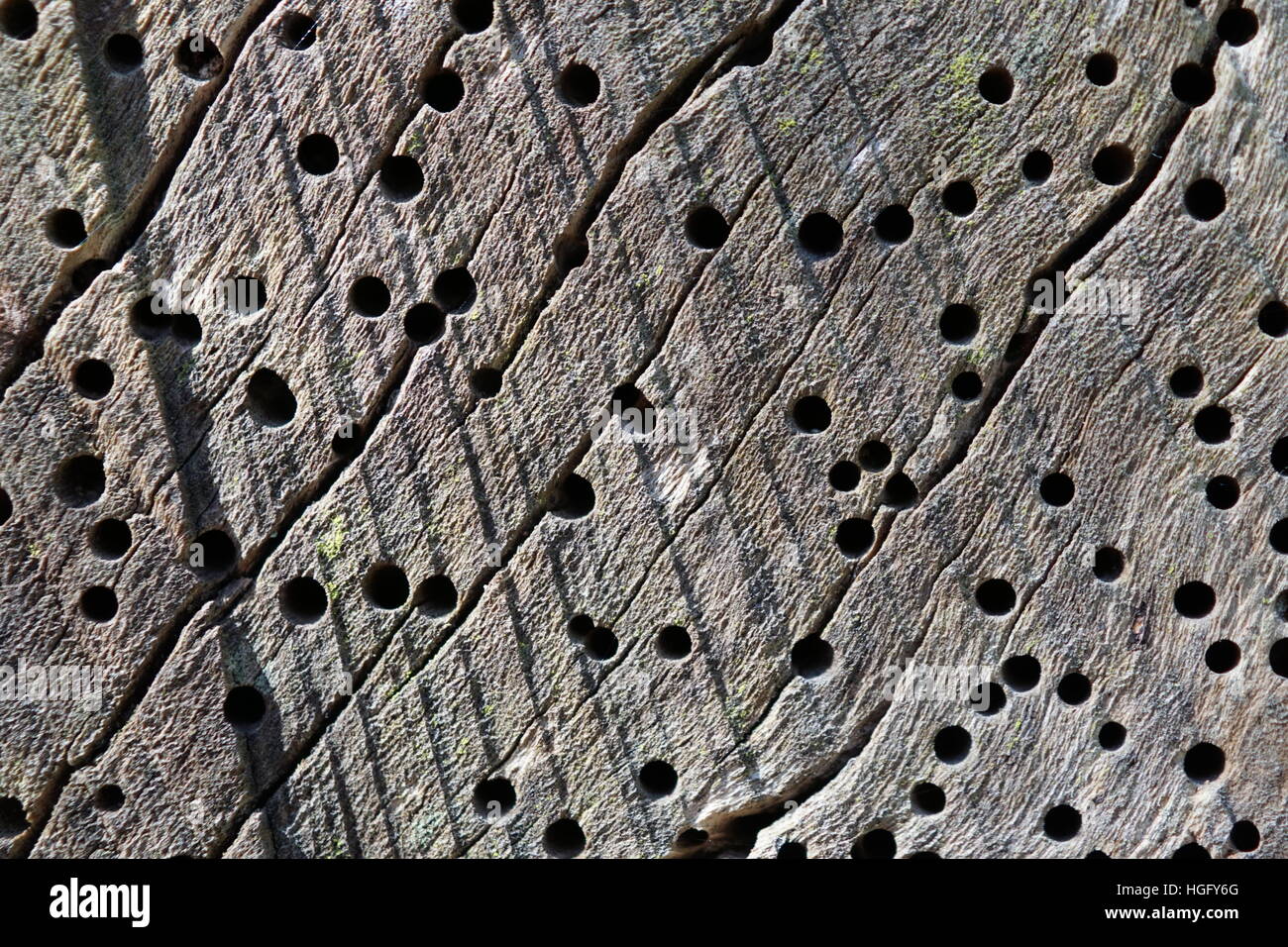 Woodworm Golf Polo trous dans un arbre abattu à ripley castle, North Yorkshire Banque D'Images