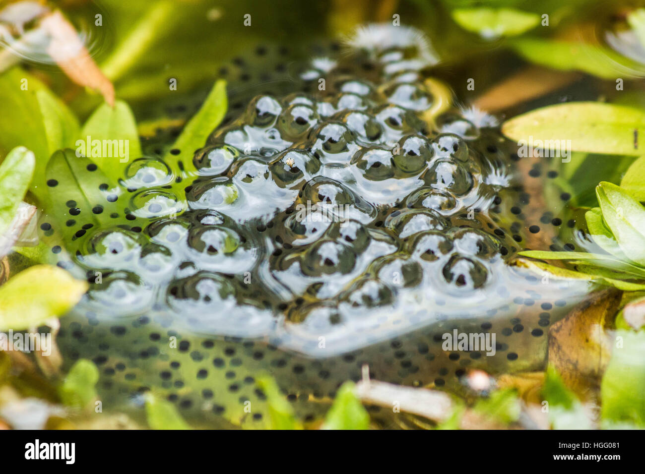 Bassin de jardin en commun frogspawn Banque D'Images