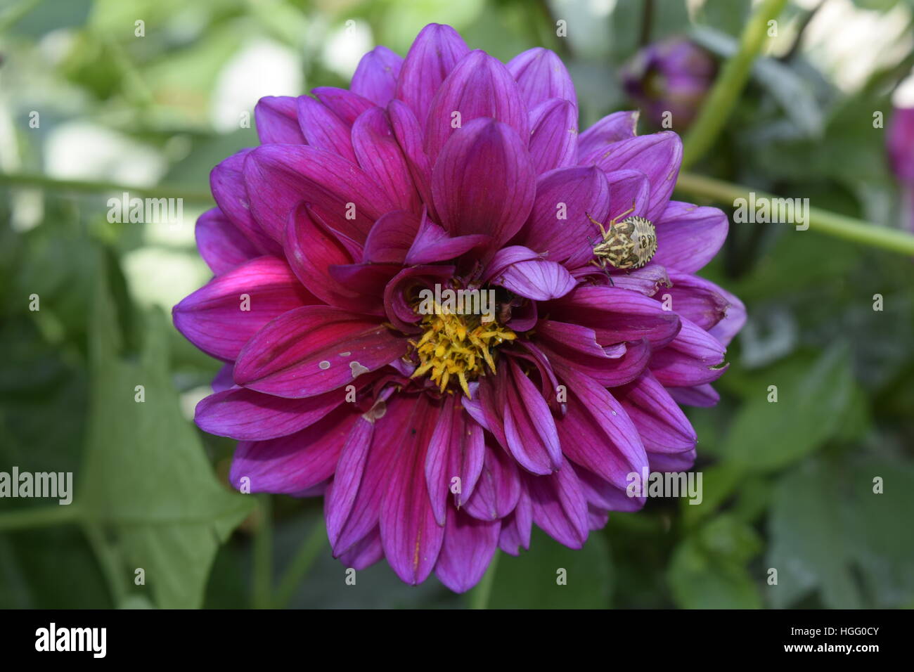 Une fleur pourpre avec un insecte sur elle Banque D'Images