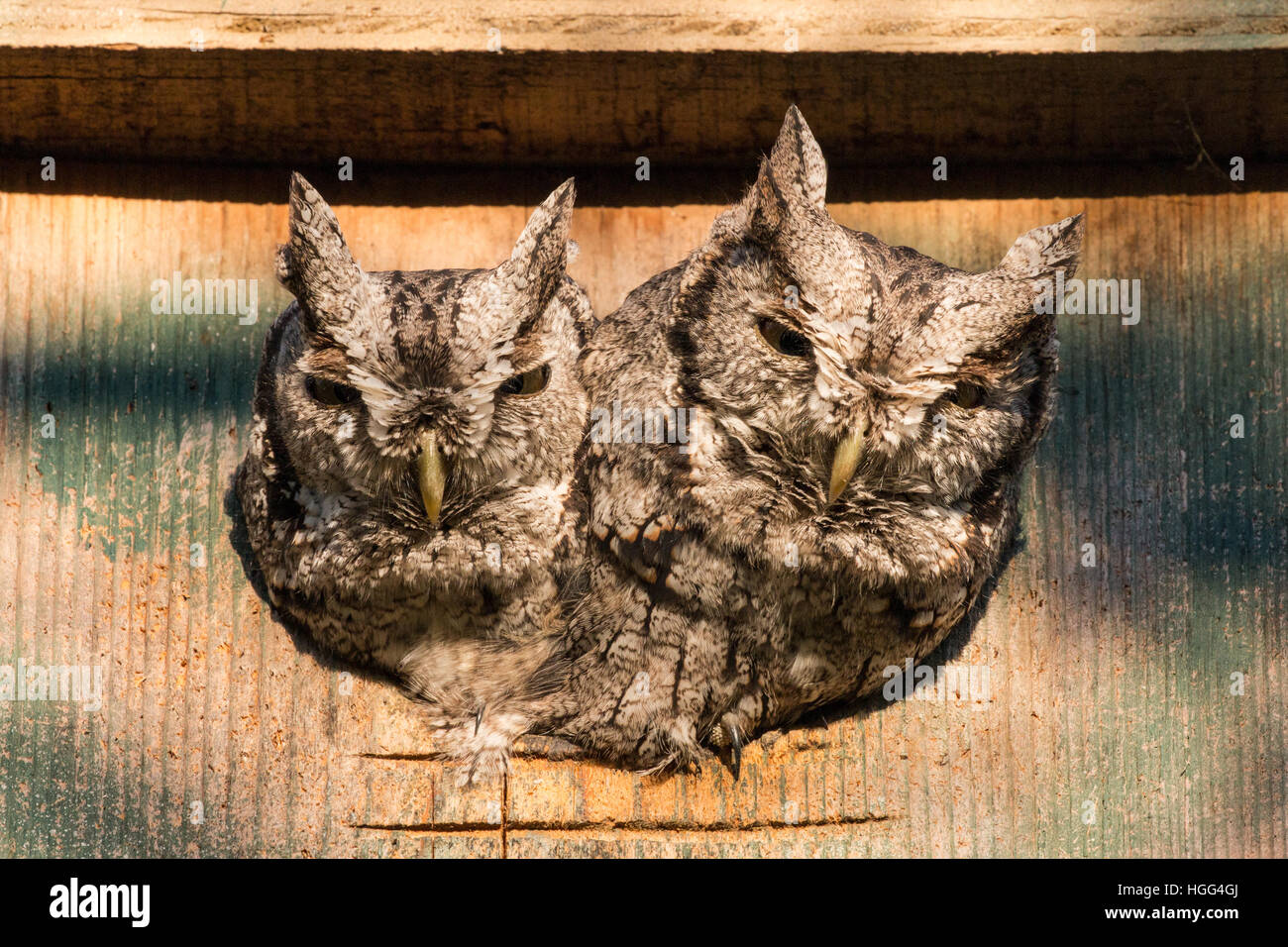 Eastern Screech Owls en boîte du nid Banque D'Images