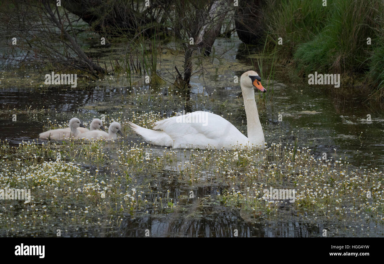 Swan et ses oursons adultes natation dans un marais. Banque D'Images