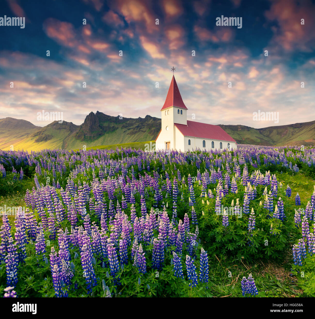 Petite église entourée de lupin en fleurs fleurs dans le village de Vik. Lever du soleil d'été colorés à l'Islande, l'Europe. Banque D'Images