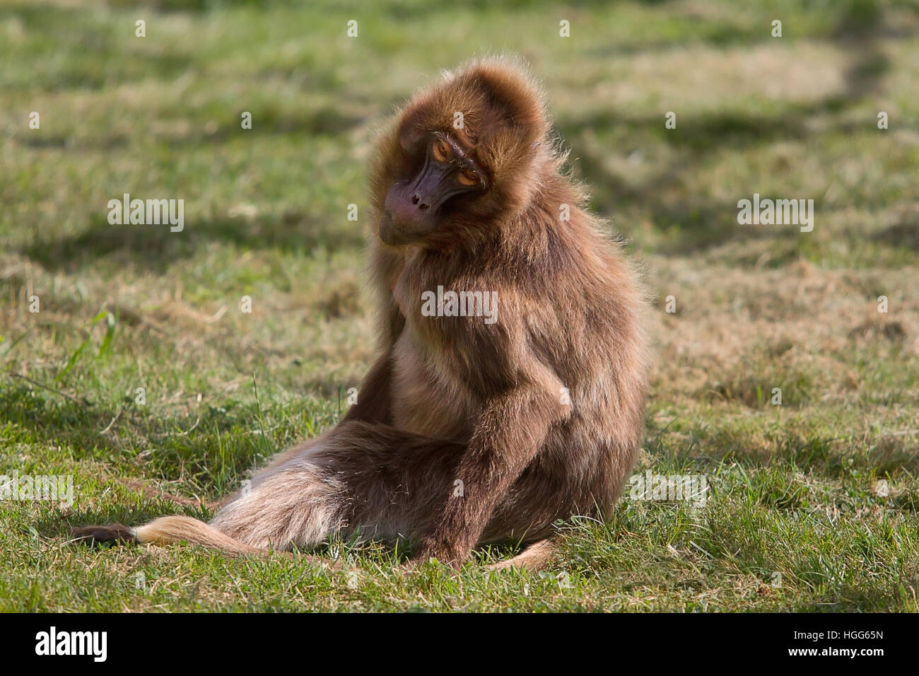 Photo d'une femelle babouin gelada Banque D'Images