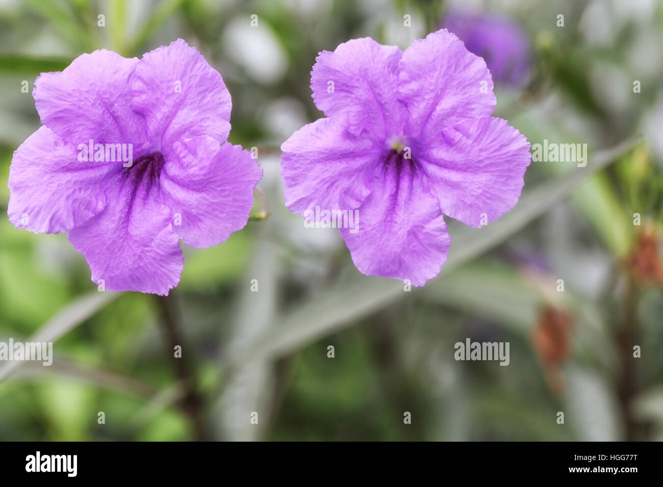 Fleur pourpre d'minnieroot ou popping pod dans la flore jardin,jardin tropical en Thaïlande. Banque D'Images