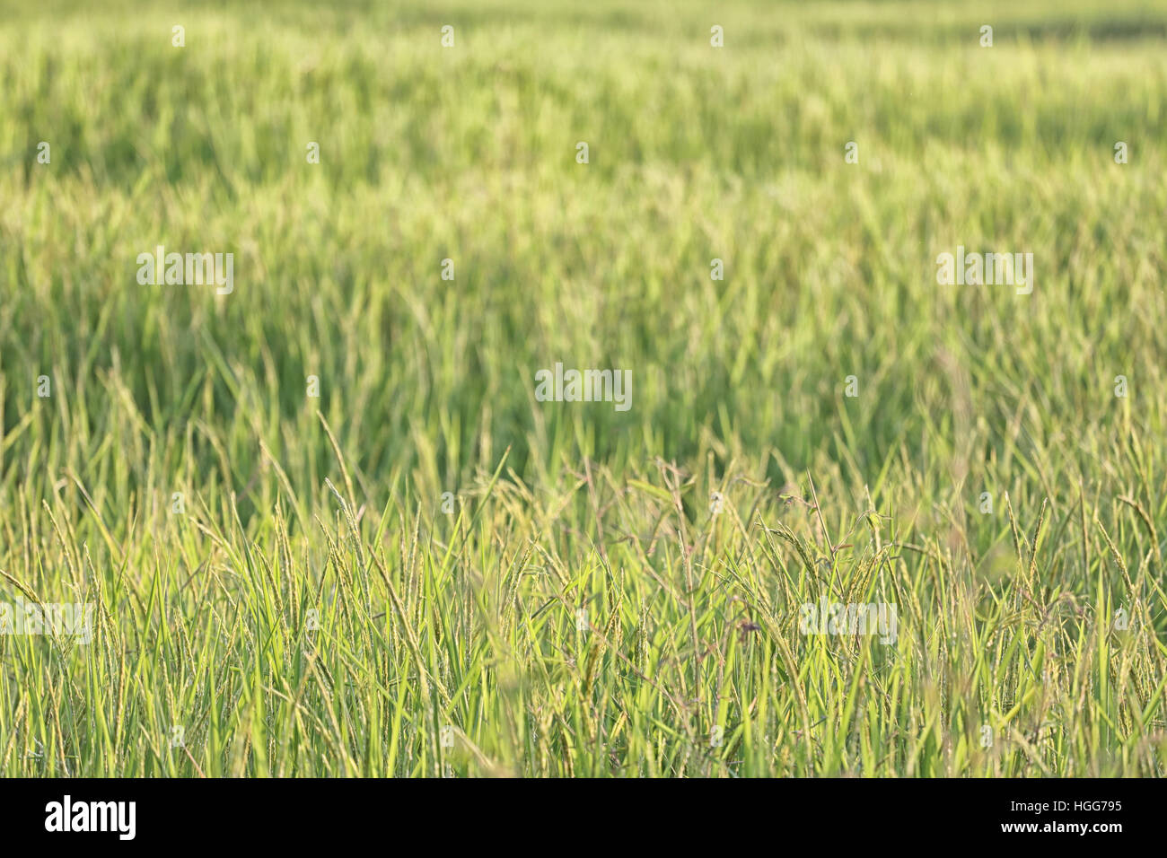 Plant de riz près de temps de récolte et la lumière du soleil du soir,les terres agricoles de la Thaïlande. Banque D'Images