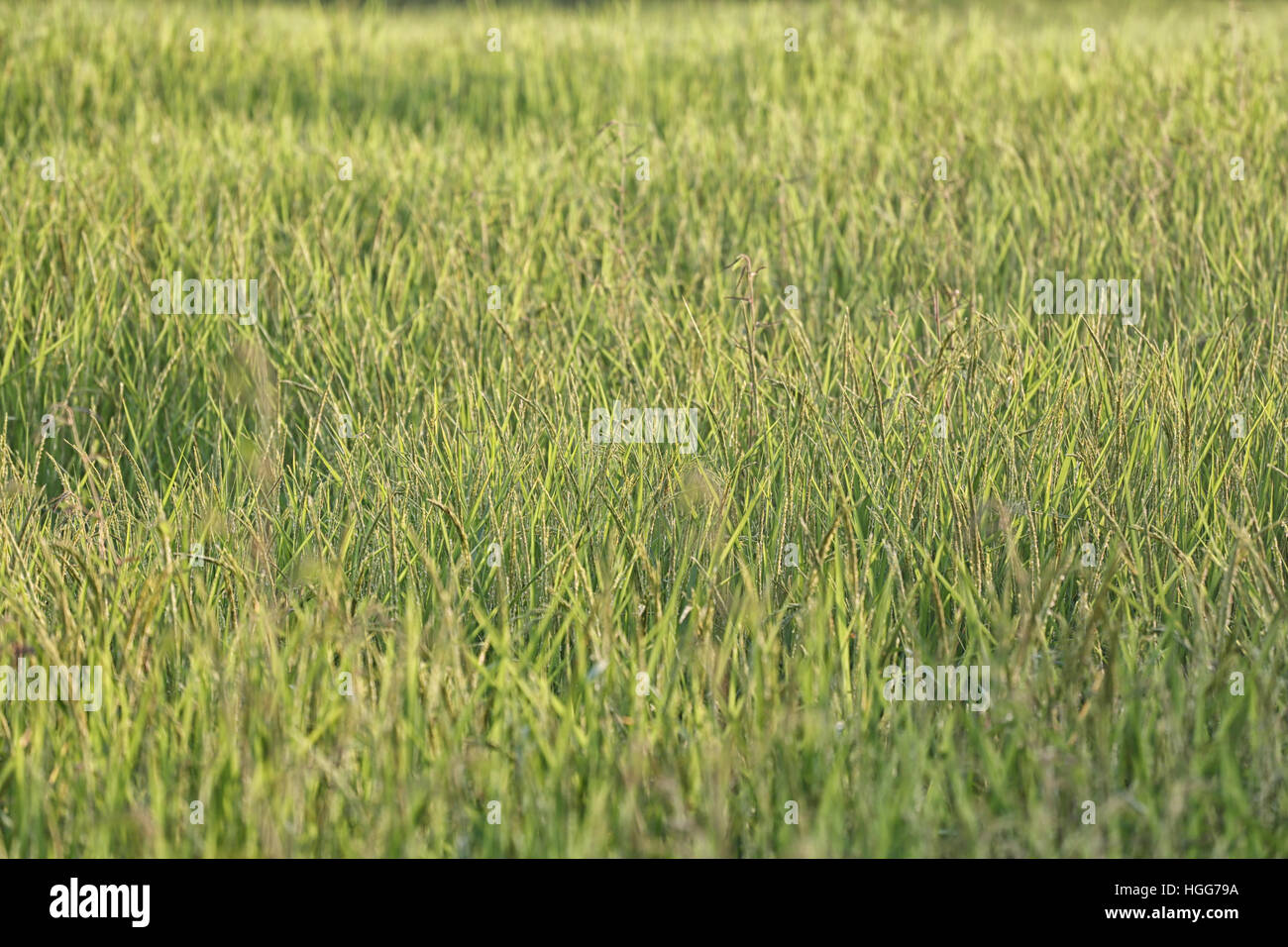 Plant de riz près de temps de récolte et la lumière du soleil du soir,les terres agricoles de la Thaïlande. Banque D'Images