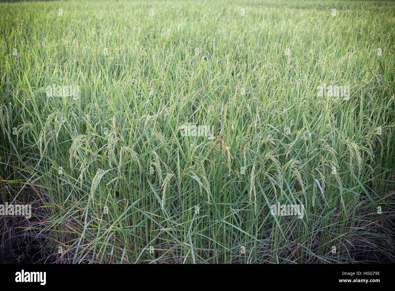 Plant de riz près de temps de récolte et la lumière du soleil du soir,les terres agricoles de la Thaïlande. Banque D'Images