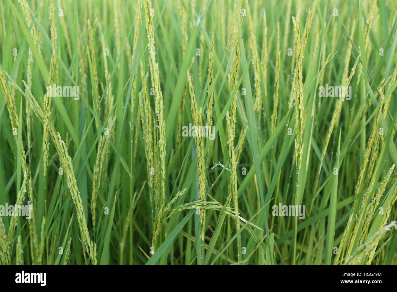 Plant de riz près de temps de récolte et la lumière du soleil du soir,les terres agricoles de la Thaïlande. Banque D'Images