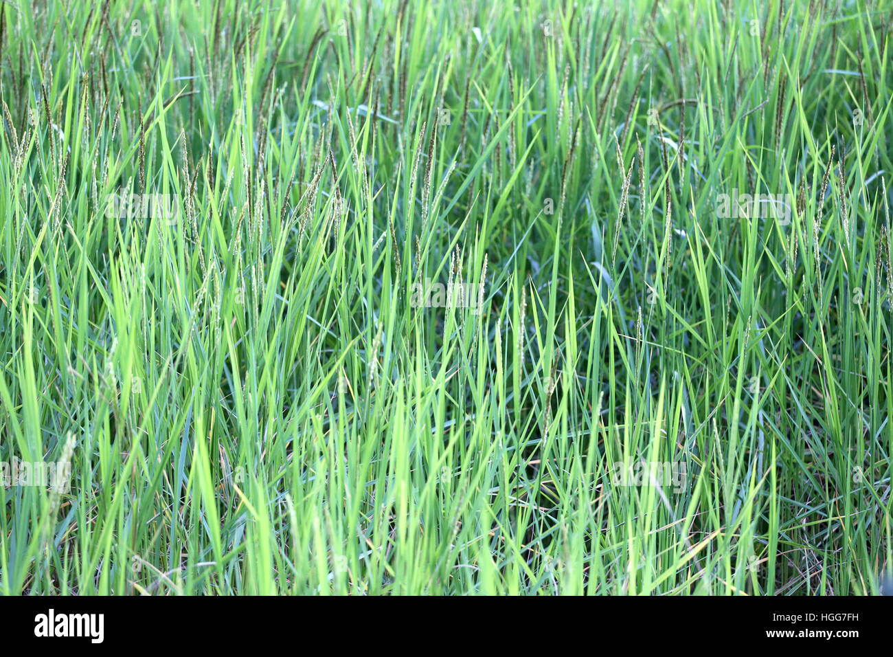 Plant de riz près de temps de récolte et la lumière du soleil du soir,les terres agricoles de la Thaïlande. Banque D'Images