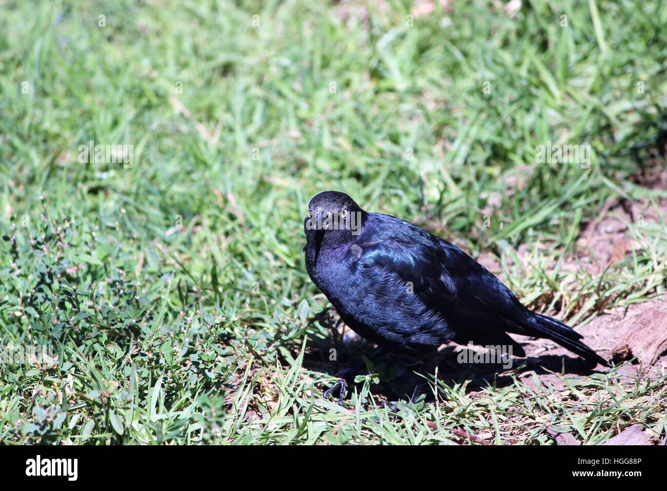 Oiseau sur l'herbe Banque D'Images