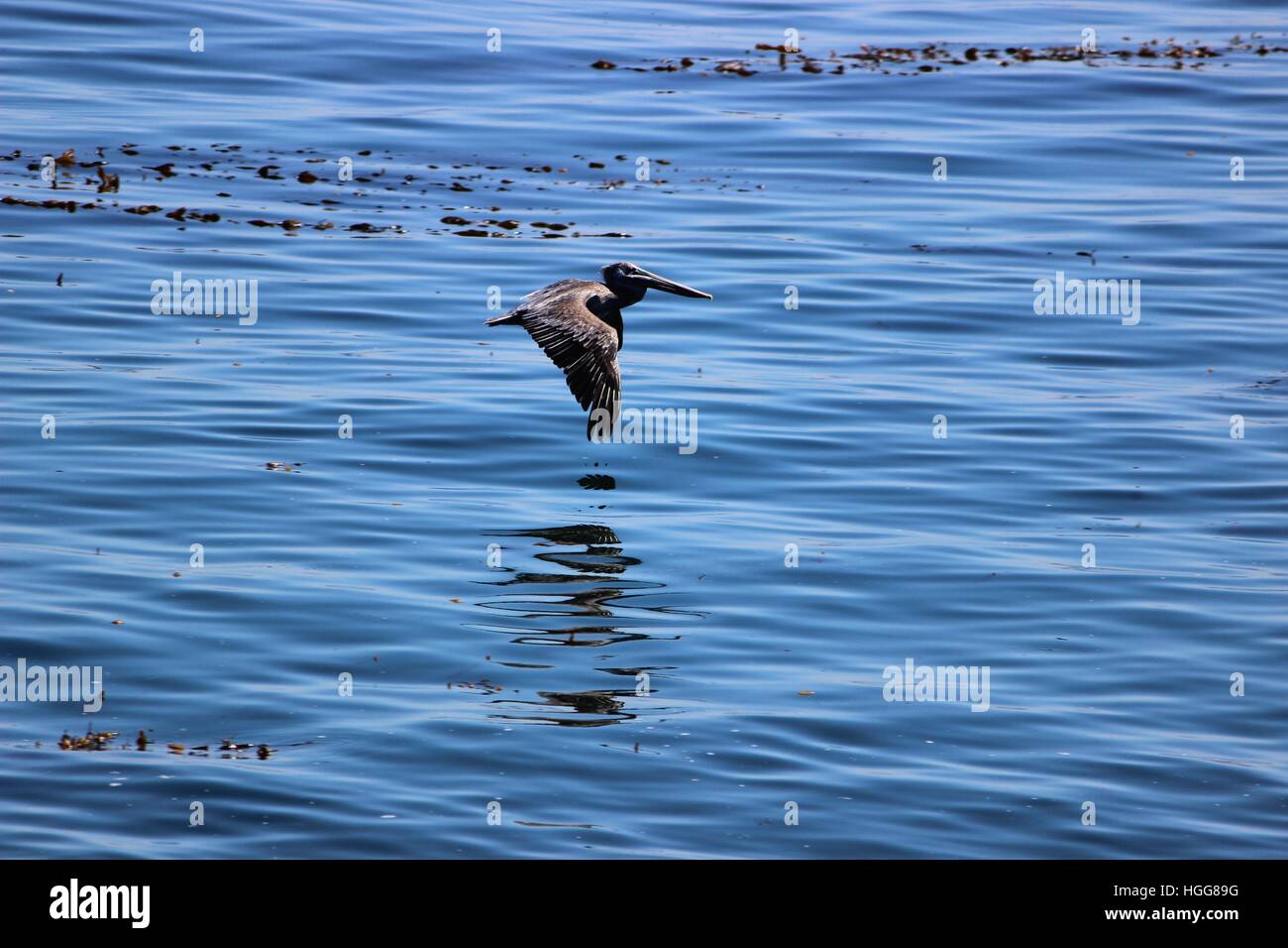 Vol au-dessus de l'eau faible pelican Banque D'Images