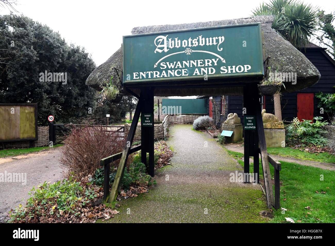 Grippe aviaire provoque un certain nombre de décès à swan 'Abbotsbury Swannery' dans le Dorset, UK Banque D'Images