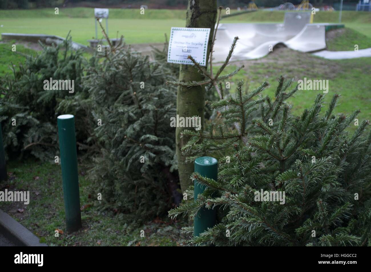 Ascot, Berkshire, Royaume-Uni. 9 janvier, 2017. Les arbres de Noël en attente de collecte pour recyclage par Windsor Conseil. © Andrew Spiers/Alamy Live News Banque D'Images