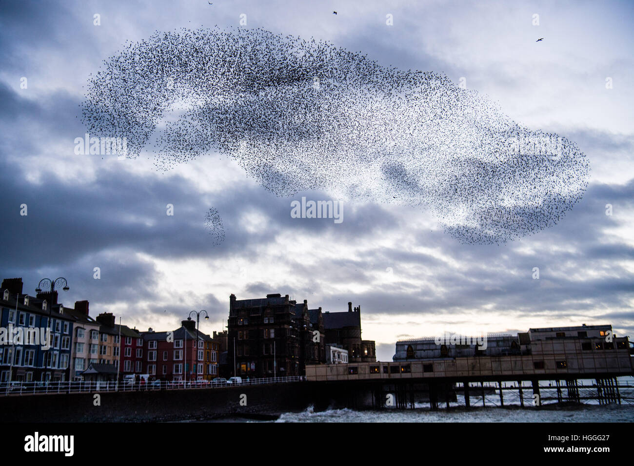 Pays de Galles Aberystwyth UK, le lundi 09 janvier 2017 UK Weather : UK : météo froide et venteuse sur l'après-midi de janvier, les gens se rassemblent pour regarder sur comme les milliers de petits étourneaux reviennent de leurs aires d'alimentation de jour et effectuer l'urmurations "complexe" dans le ciel au-dessus de la ville avant de descendre à une nuit de repos pour la sécurité et la chaleur sous l'Aberystwyth station victorienne pier sur la côte ouest du pays de Galles de la Baie de Cardigan, UK Crédit : Keith morris/Alamy Live News Banque D'Images