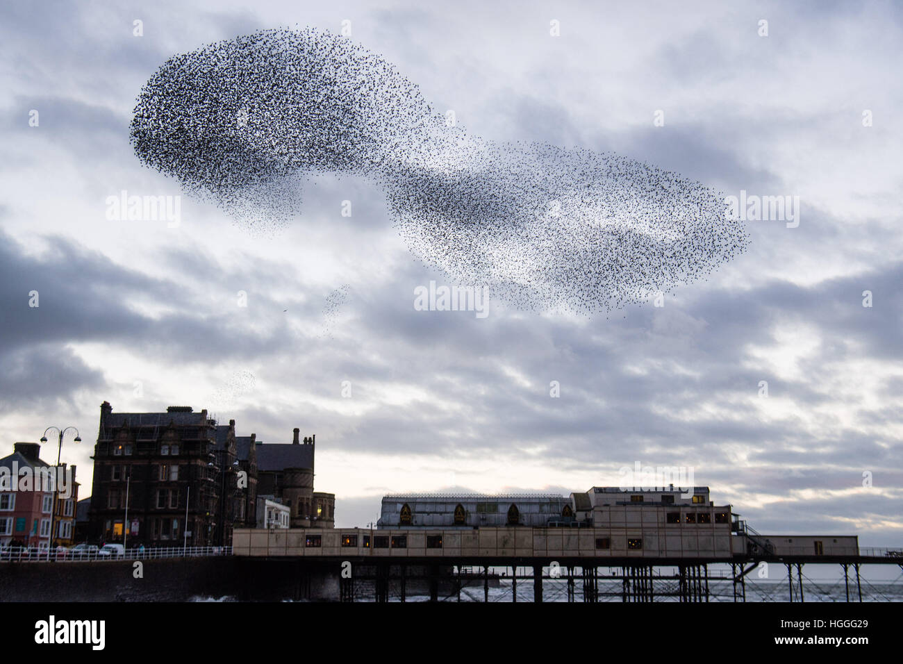 Pays de Galles Aberystwyth UK, le lundi 09 janvier 2017 UK Weather : UK : météo froide et venteuse sur l'après-midi de janvier, les gens se rassemblent pour regarder sur comme les milliers de petits étourneaux reviennent de leurs aires d'alimentation de jour et effectuer l'urmurations "complexe" dans le ciel au-dessus de la ville avant de descendre à une nuit de repos pour la sécurité et la chaleur sous l'Aberystwyth station victorienne pier sur la côte ouest du pays de Galles de la Baie de Cardigan, UK Crédit : Keith morris/Alamy Live News Banque D'Images