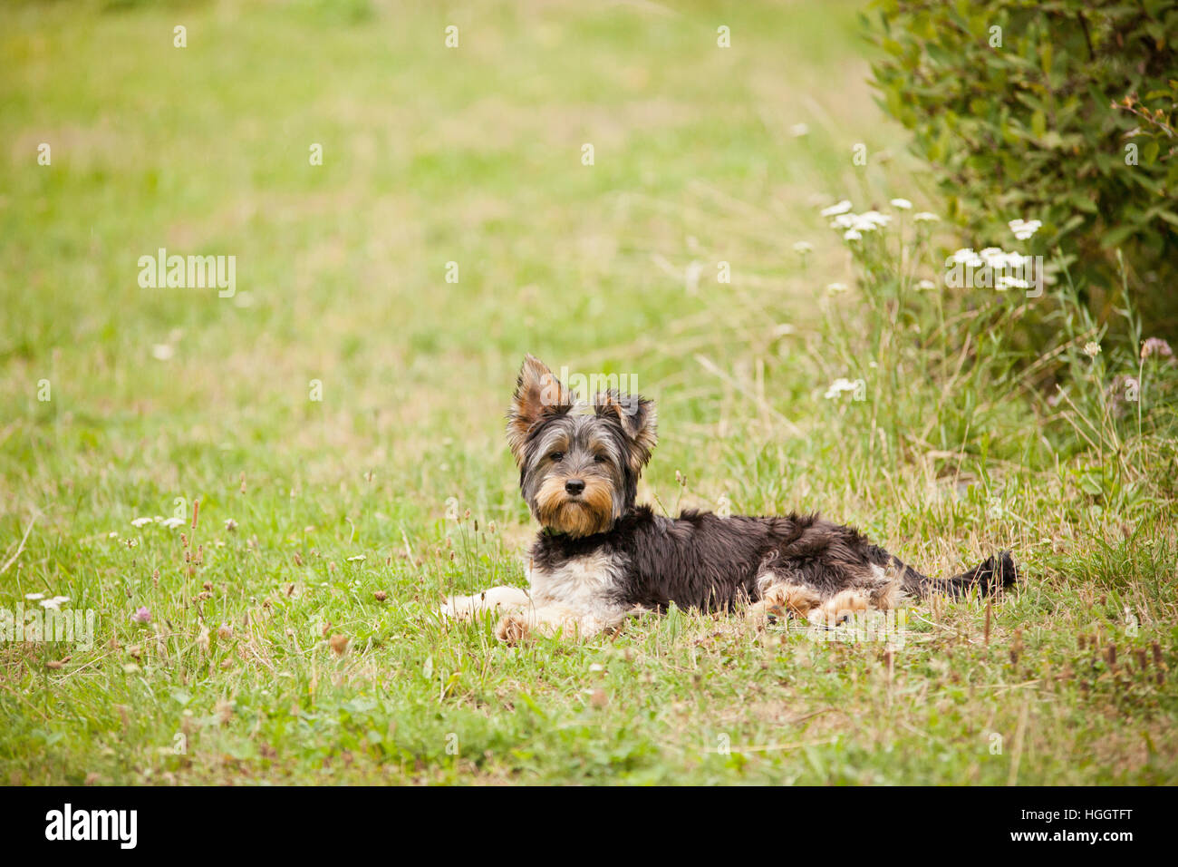 Les jeunes yorkshire terrier lying on grass Banque D'Images