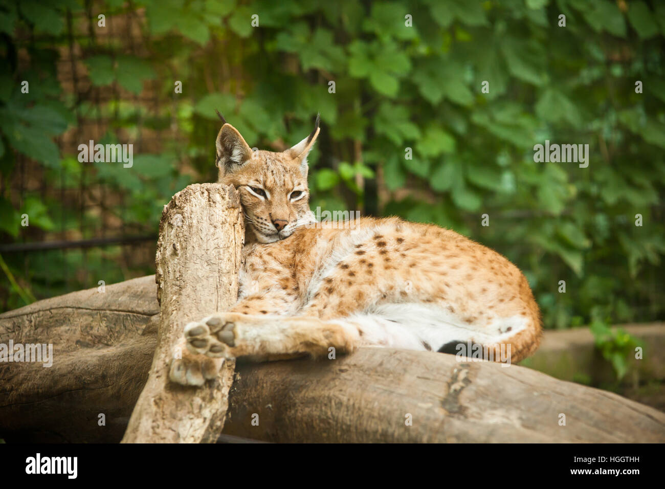 Le Lynx eurasien (Lynx lynx) Banque D'Images