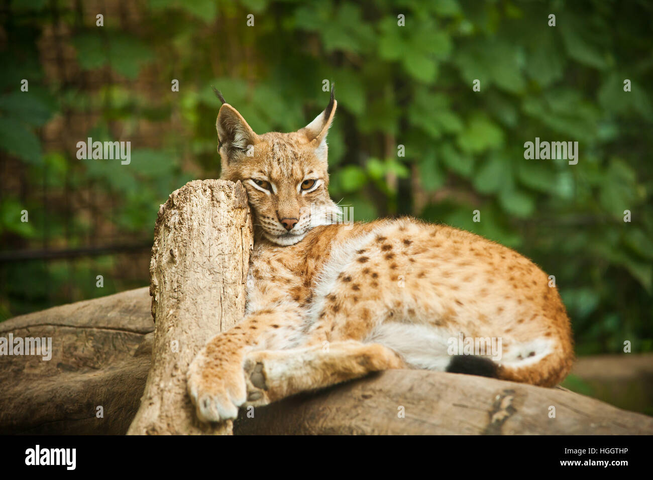 Le Lynx eurasien (Lynx lynx) Banque D'Images